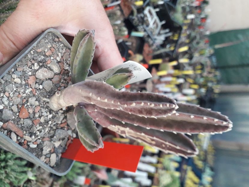  - Stapeliade