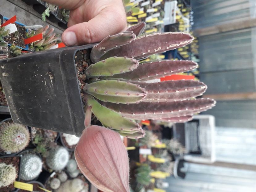  - Stapeliade