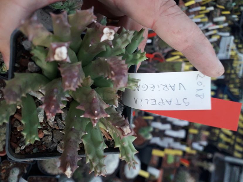  - Stapeliade