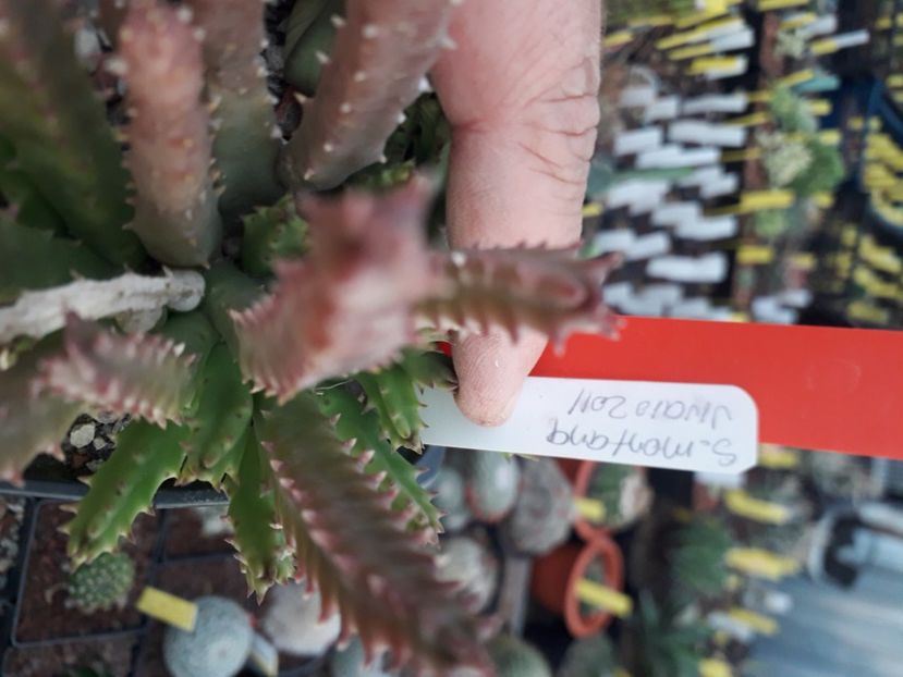  - Stapeliade