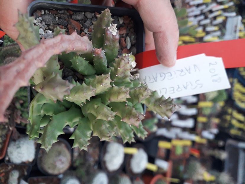  - Stapeliade