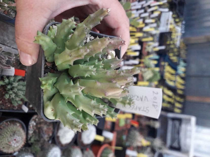  - Stapeliade