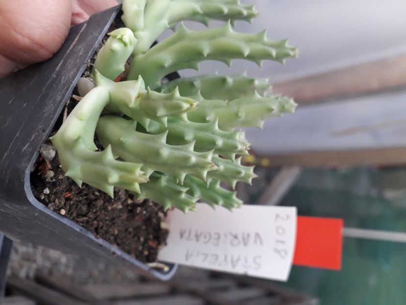  - Stapeliade