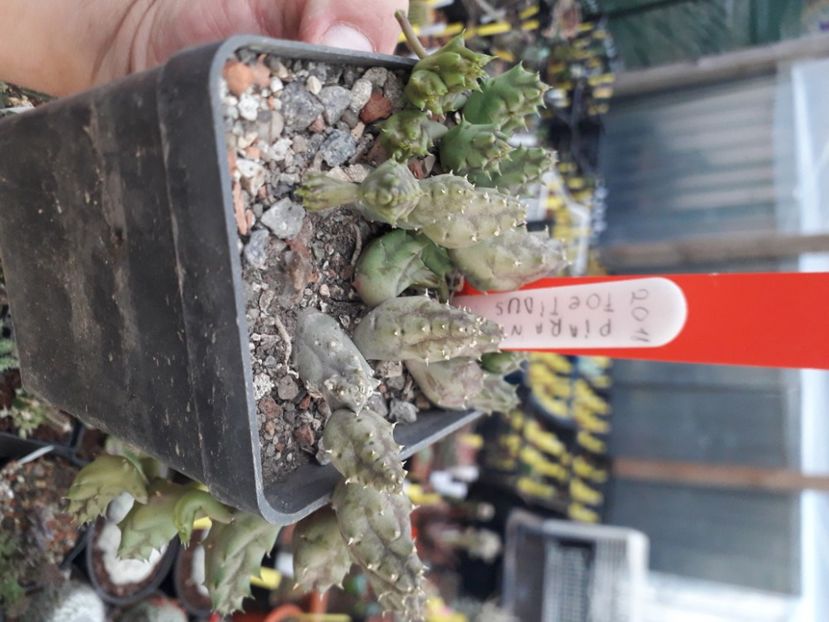  - Stapeliade