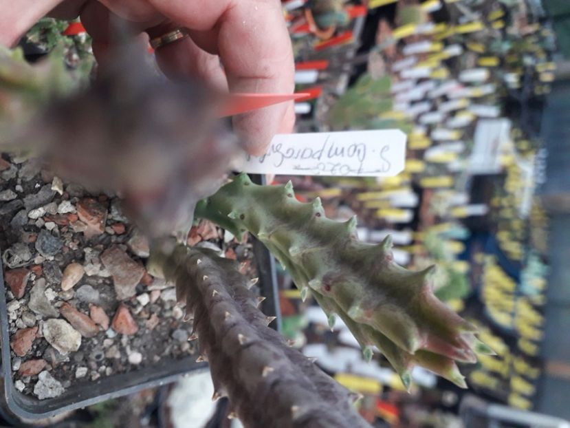  - Stapeliade