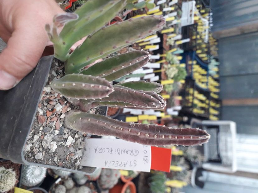  - Stapeliade