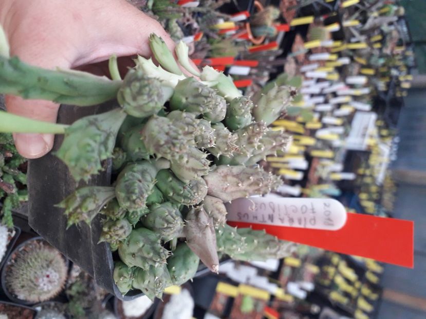  - Stapeliade