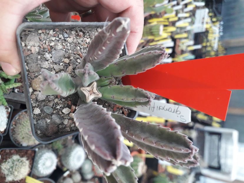  - Stapeliade