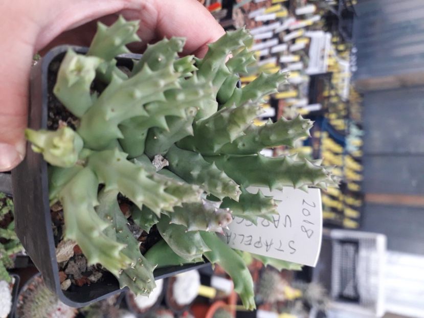  - Stapeliade