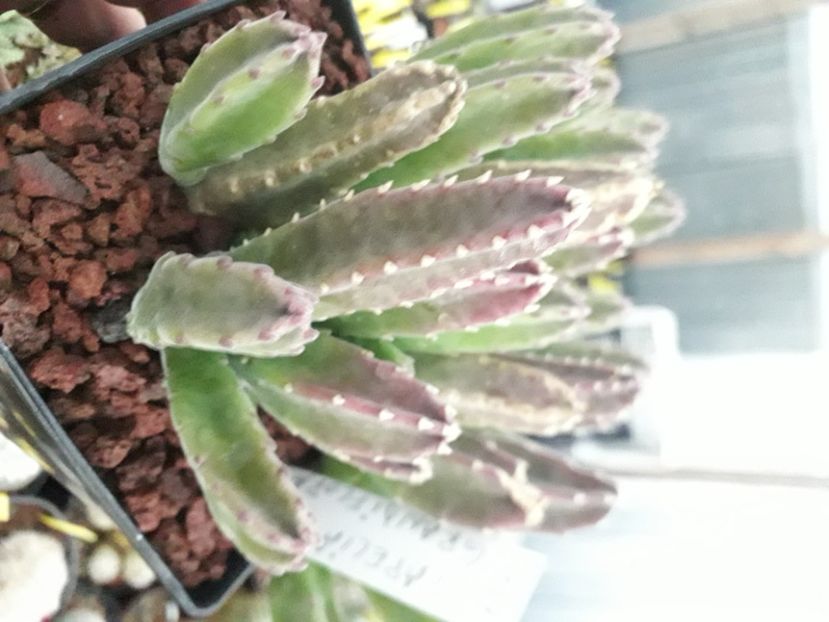  - Stapeliade