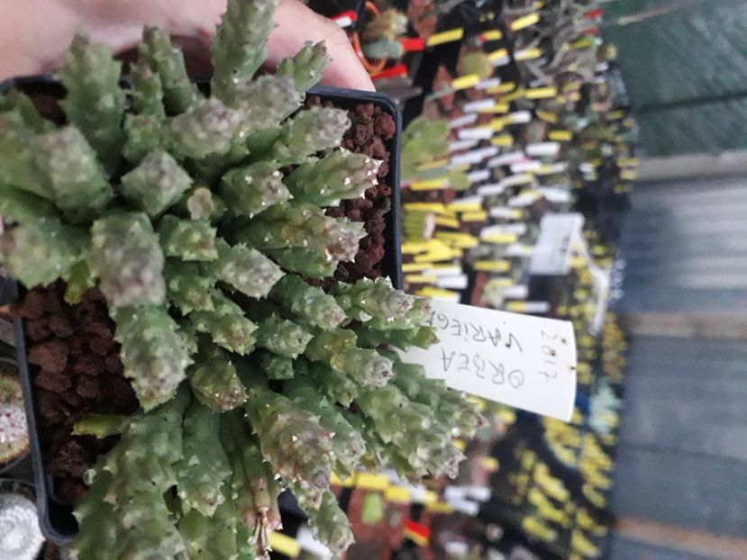 - Stapeliade