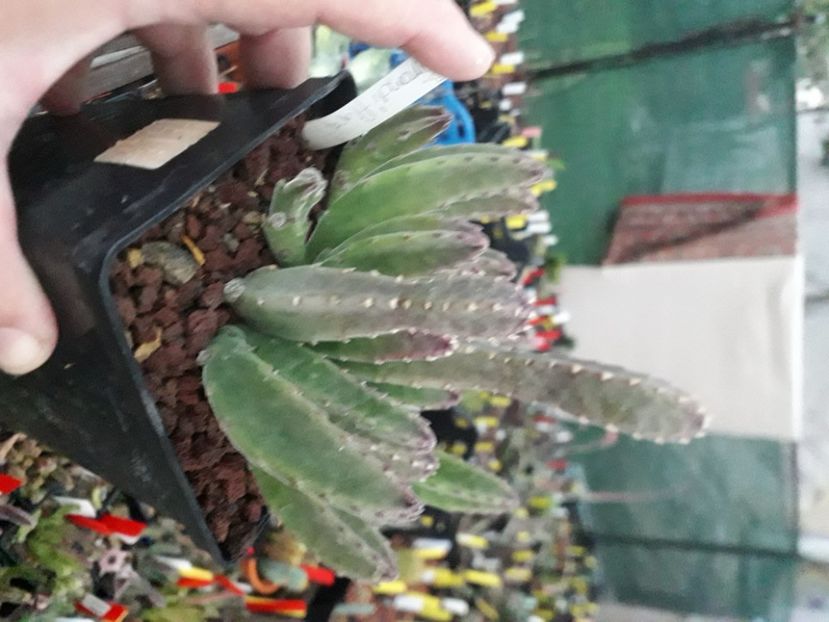  - Stapeliade