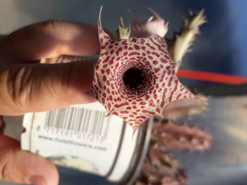  - Stapeliade