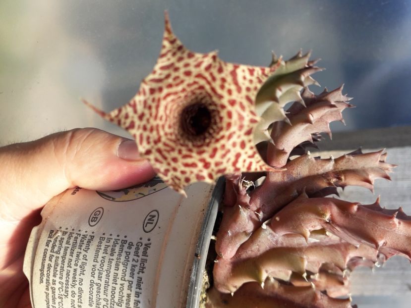  - Stapeliade