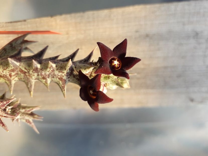  - Stapeliade