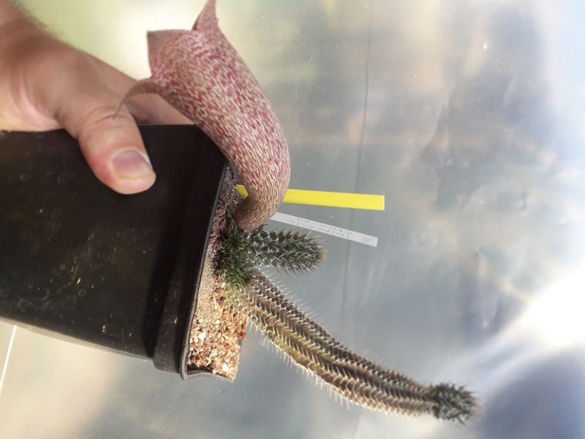  - Stapeliade