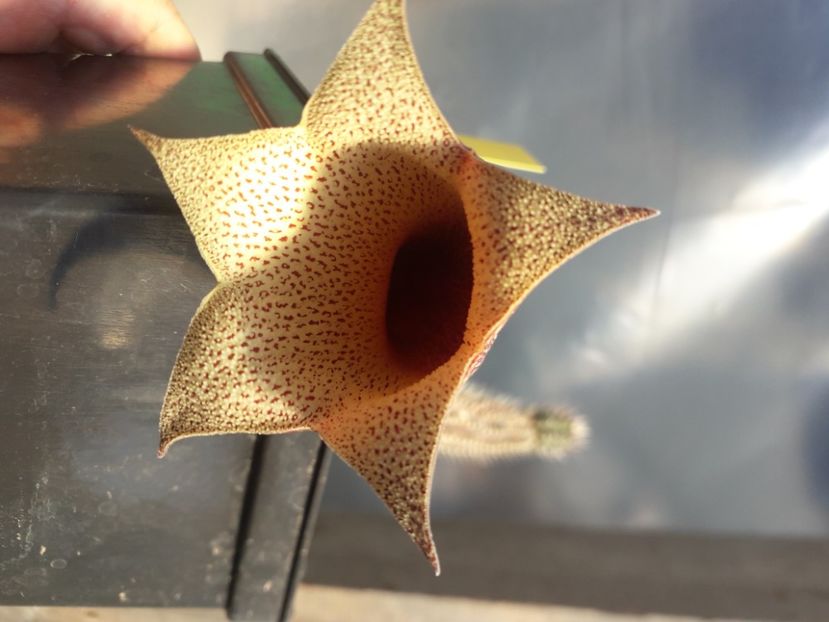  - Stapeliade