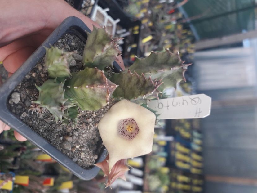  - Stapeliade