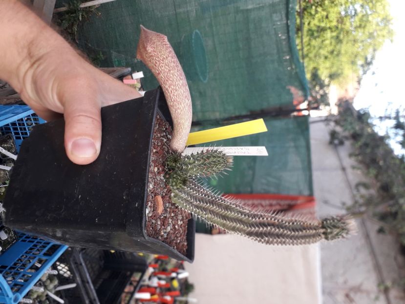  - Stapeliade
