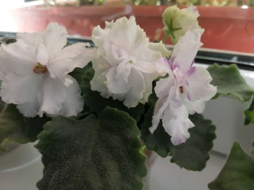  - Le Chateau Margaux