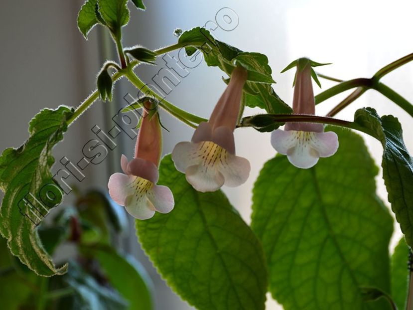 Sinningia EW s Pink Pearl - GLOXINIA-SINNINGIA _COLECTIA 2020_2024