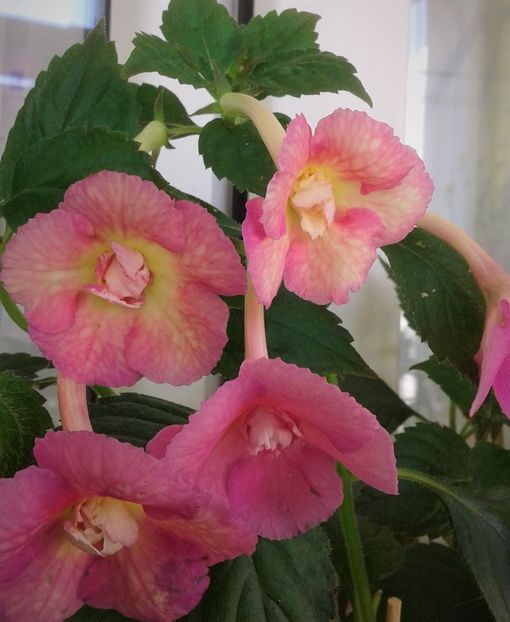  - achimenes 0 6 12 202044444 iem1985