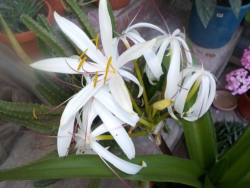  - crinum americanum