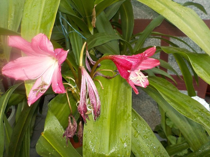  - crinum powelii bosanquet