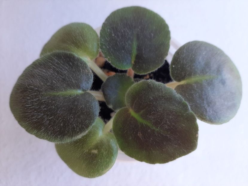 Blue Dragon 12 - 1 Disponibile