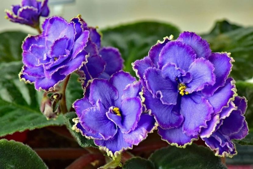 Blue Dragon - 1 provizoriu