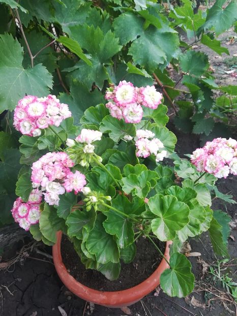 Apleblossom Rosebud - A-Muscate 2020
