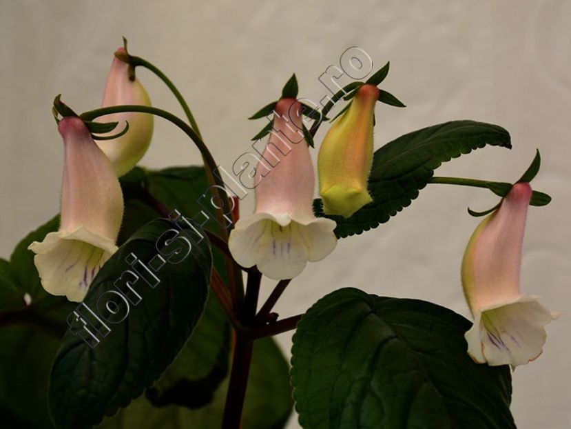 Sinningia Luci s Reflections of Pearl - GLOXINIA-SINNINGIA _COLECTIA 2020_2024