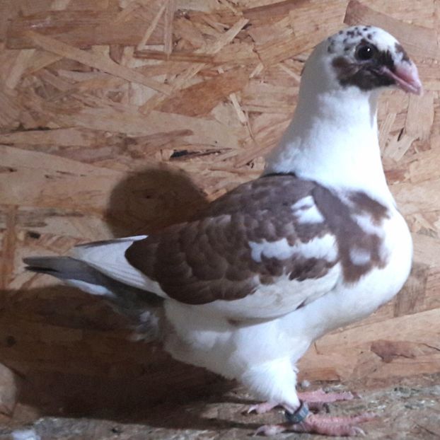  - 3---AGH DAȚI 2019 - 2025