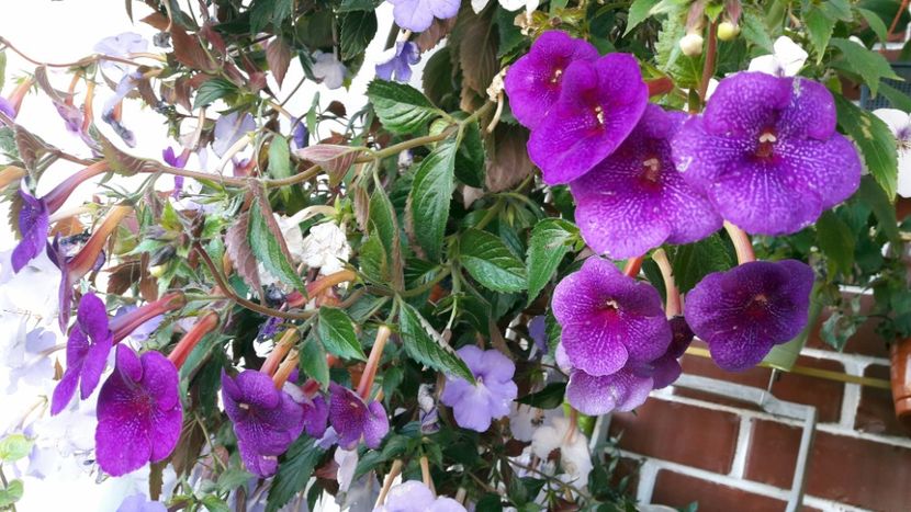 2020 - Jennifer Goode