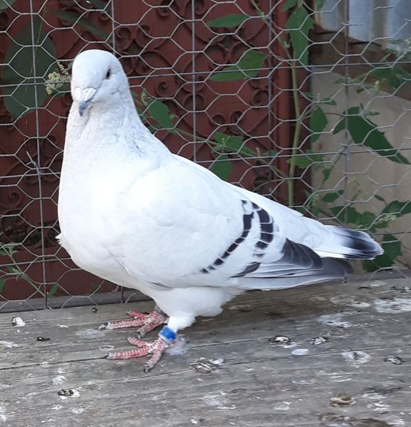  - Păsările mele
