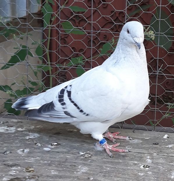 - Păsările mele