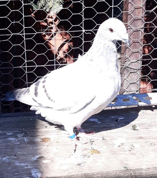  - Păsările mele