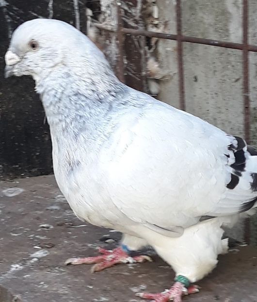  - Păsările mele