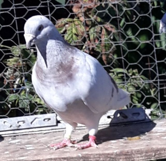 - Păsările mele