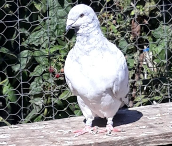  - Păsările mele