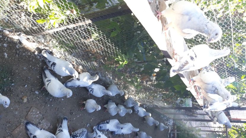  - Păsările mele
