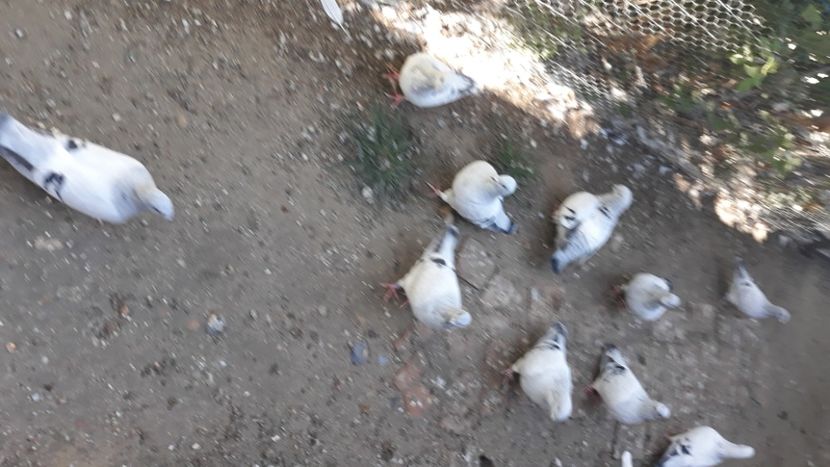  - Păsările mele