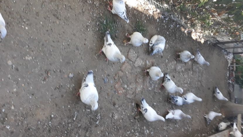  - Păsările mele