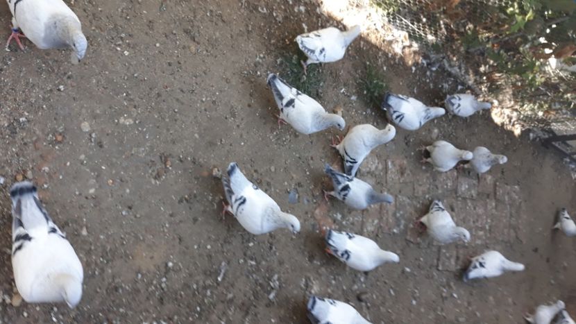 - Păsările mele