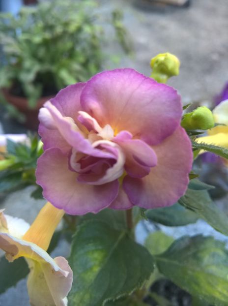  - Yellow English Rose