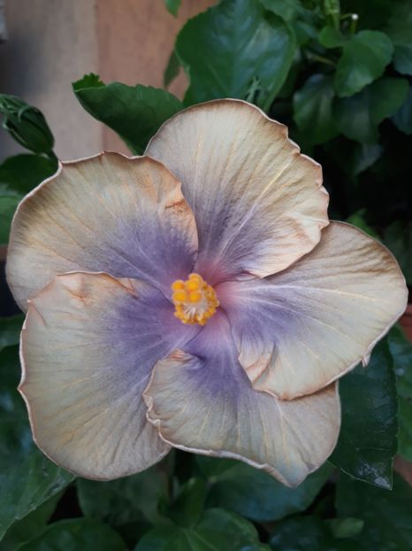 Din seminte neinreg-30 de lei - lastari rezervati