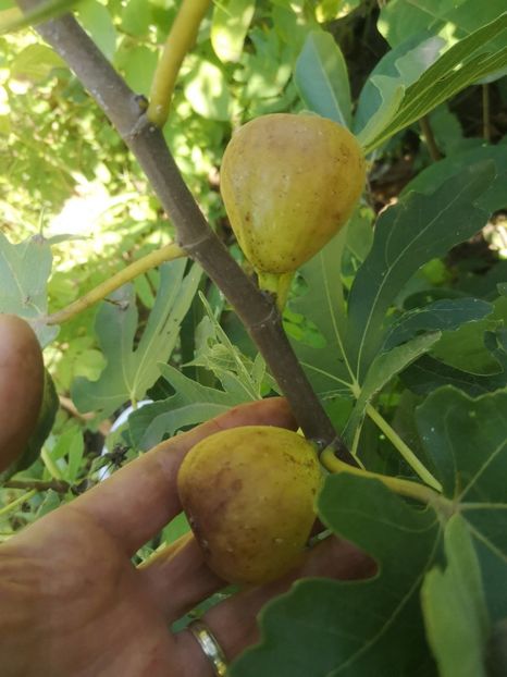 Simian - arbori fructiferi 2020