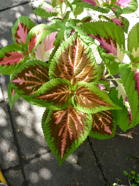  - 2020 - 03 - Toamna