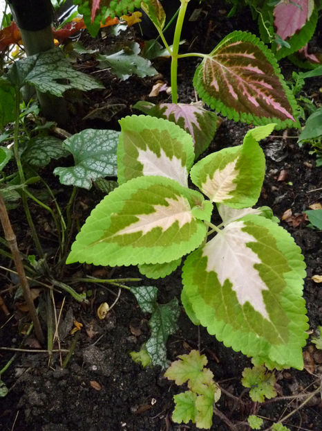  - 2020 - 03 - Toamna