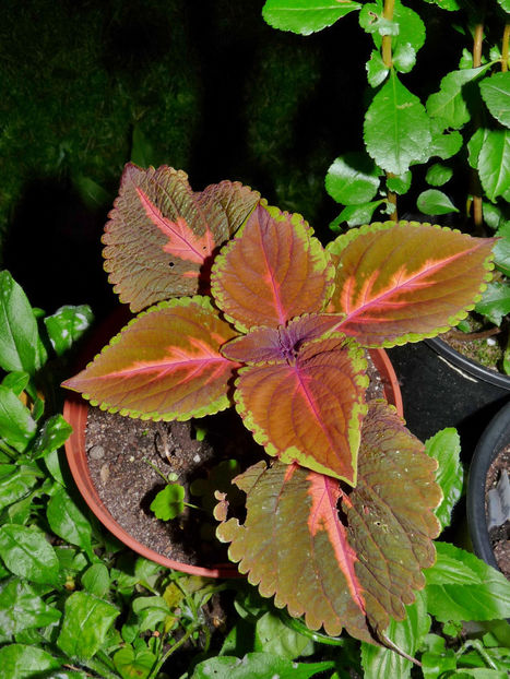  - 2020 - 03 - Toamna